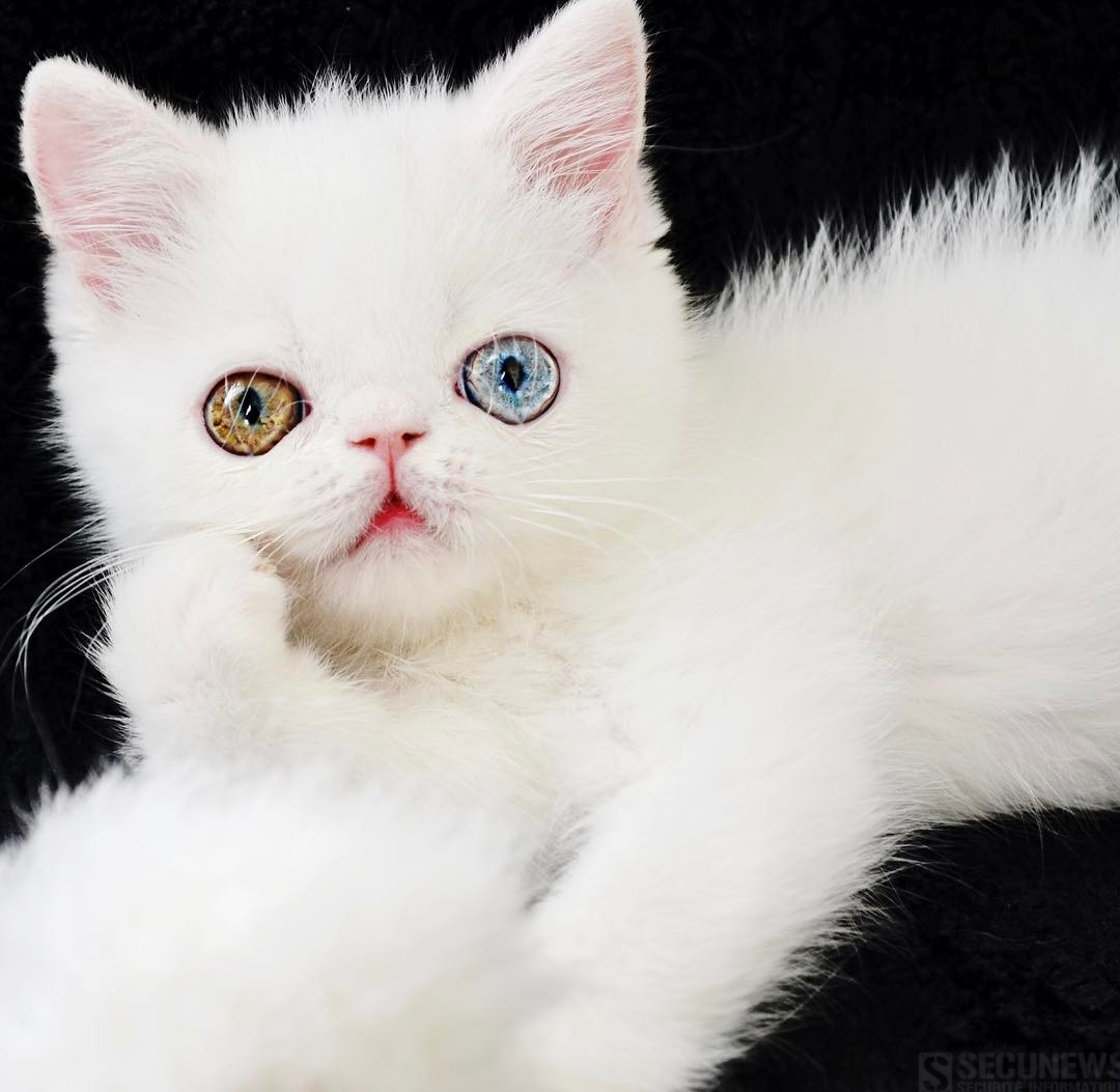 Avec ses yeux vairons, ce chat hypnotise les internautes